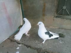 Pigeons for sale (pair)