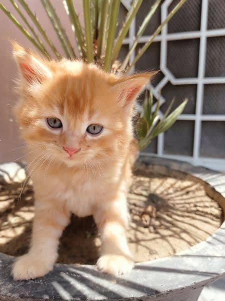 Cat | Kitten | Cat pair | Persian kitten | Double coat Cat 3
