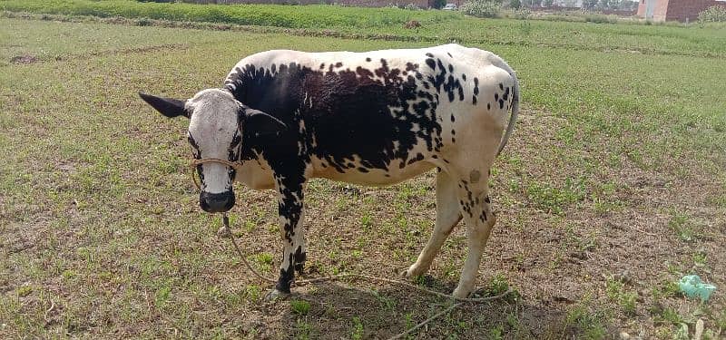 cow 8 month multan 2