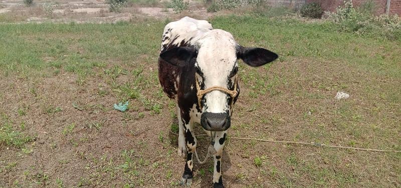 cow 8 month multan 3