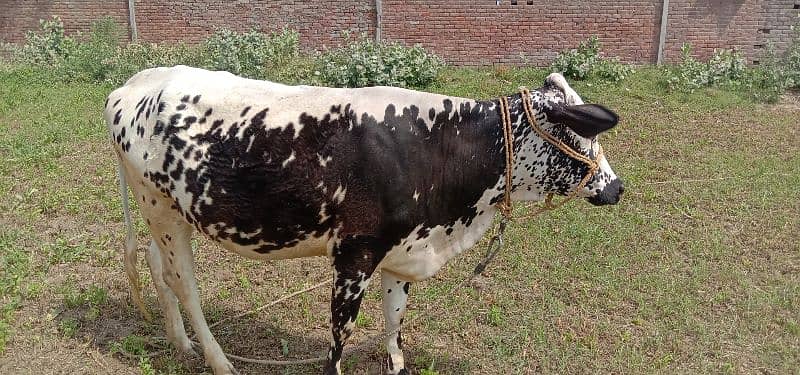 cow 8 month multan 4
