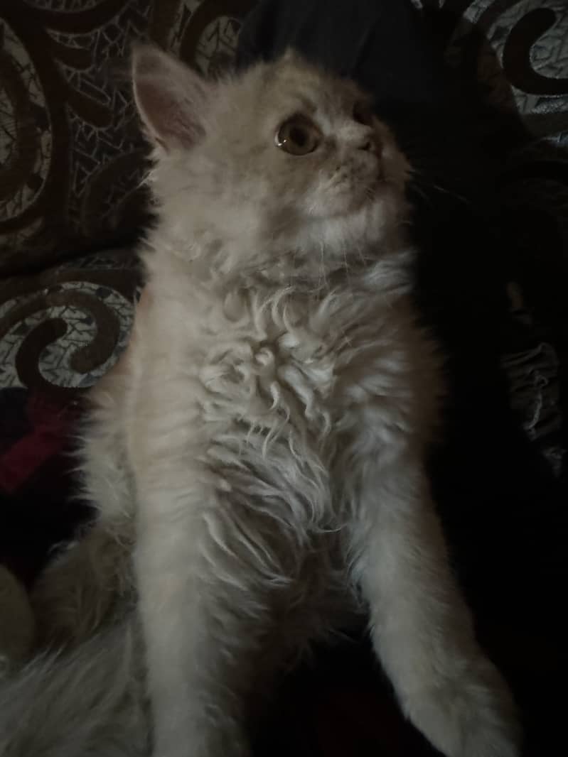 Persian Male kitten 3