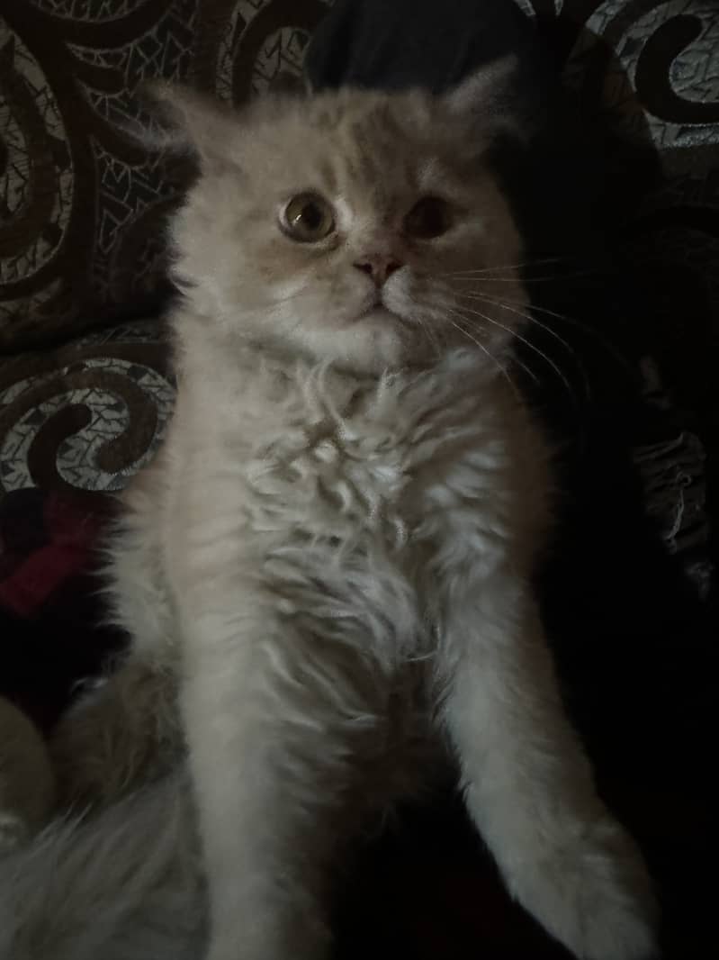 Persian Male kitten 4