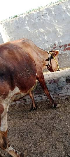 Jarsi cow for sale 13Liter milk hy sath bacha hy 03420987931
