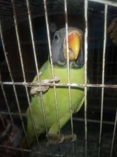 Plum head parrot female +92 317 5192808