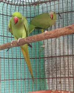 Ringneck parrot pair