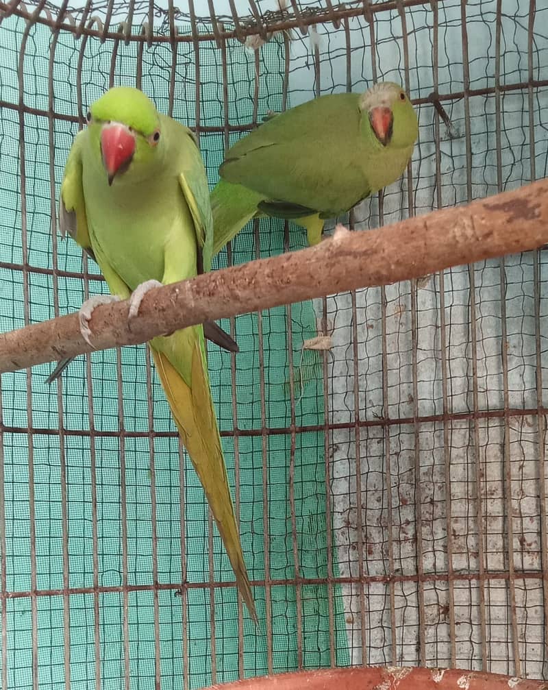 Ringneck parrot pair 0