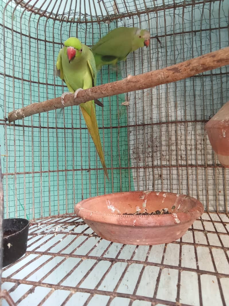 Ringneck parrot pair 1