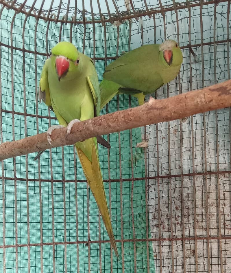 Ringneck parrot pair 2