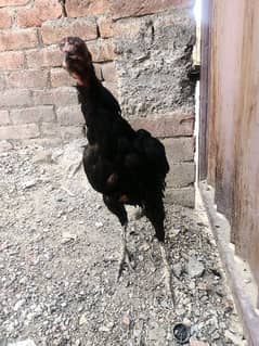 4 aseel pure  thai hens for sale 5000 per piece