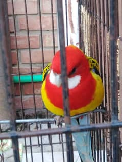I am selling beautifully parrot