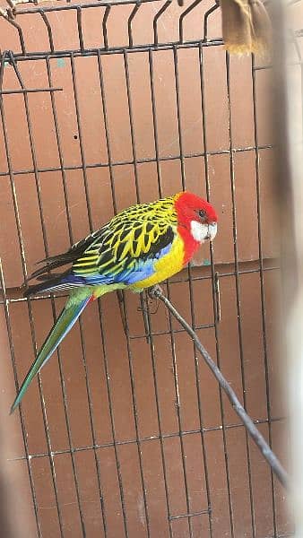 I am selling beautifully parrot 1