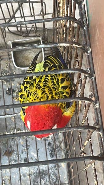 I am selling beautifully parrot 2