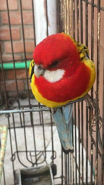I am selling beautifully parrot 3
