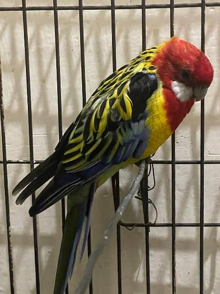 I am selling beautifully parrot 4