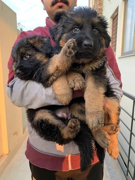 German shepherd long coat extreme quality pups 2