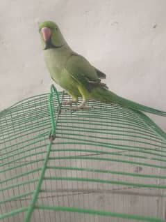 Handtame Or Whistle with Mithoo Taking Male for sale