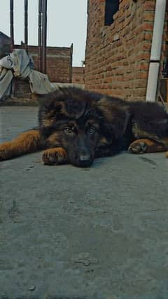 GSD long coat  puppy for sale 2 month age non pedigree very active