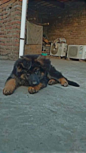 GSD long coat  puppy for sale 2 month age non pedigree very active 1