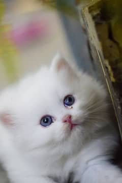 Persian kittens Blue eyes Pair
