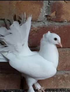white fancy pigeons