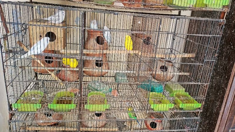 urgent sale fisher, cocktail, fellow red eye, and cage 0