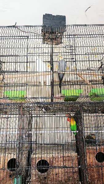 urgent sale fisher, cocktail, fellow red eye, and cage 3