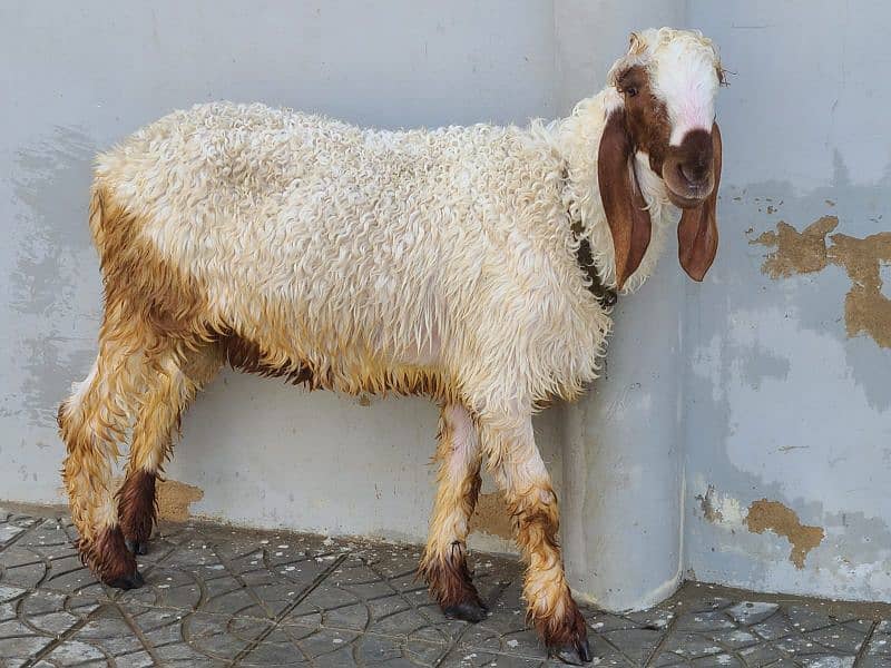 SHEEPS & GOATS for SELL 9