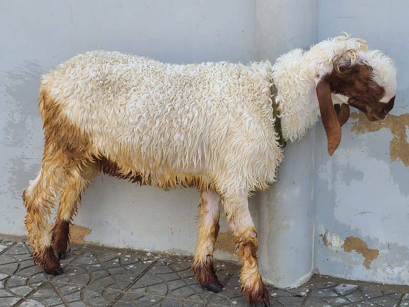 SHEEPS & GOATS for SELL 10
