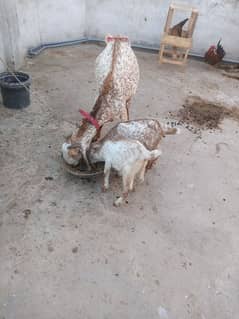 Makhi cheeni goat with one baby goat of 2 months