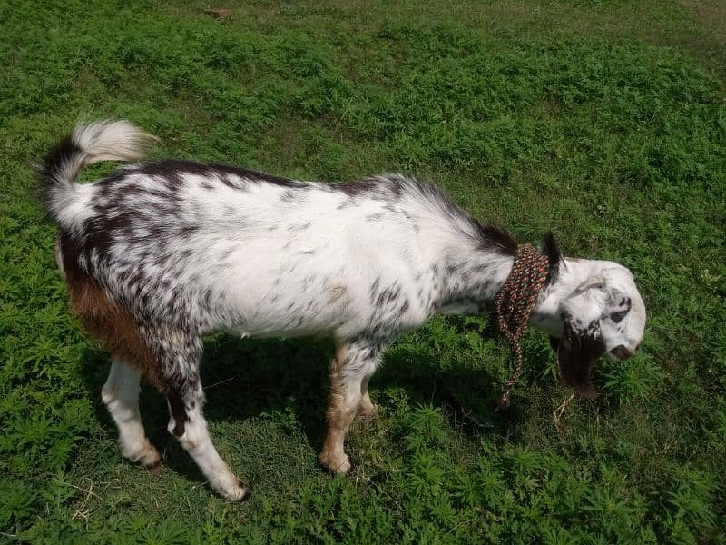 Makhi cheeni goat with one baby goat of 2 months 5