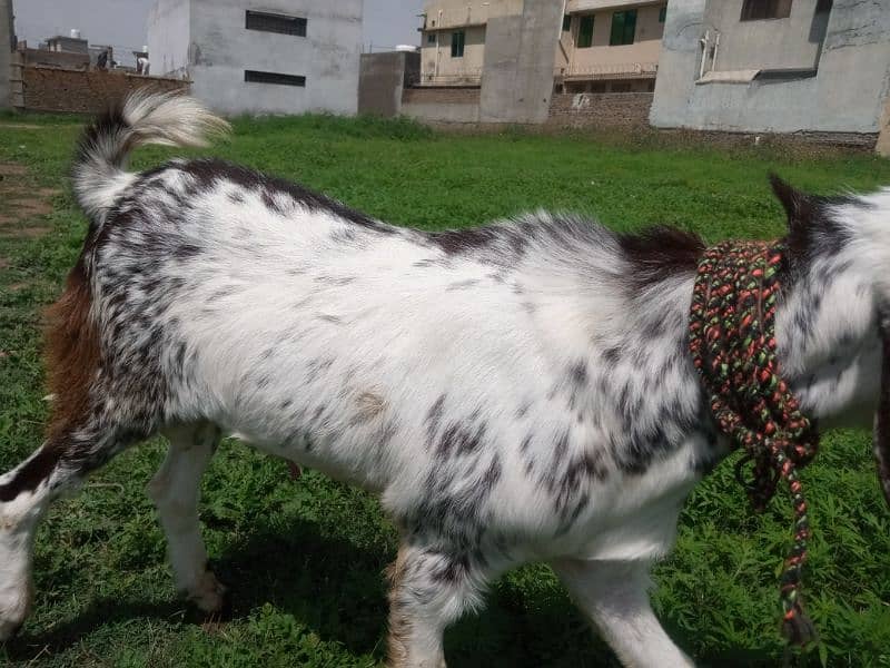Makhi cheeni goat with one baby goat of 2 months 6