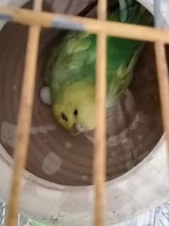 Budgies breeder pair for sale with breeding guarantee