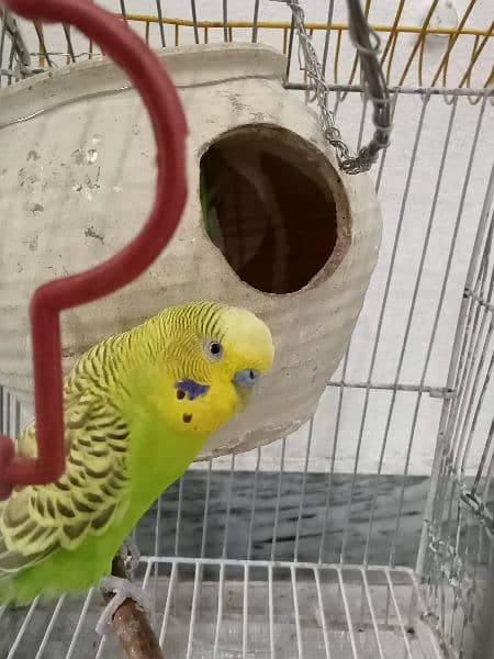 Budgies breeder pair for sale with breeding guarantee 1