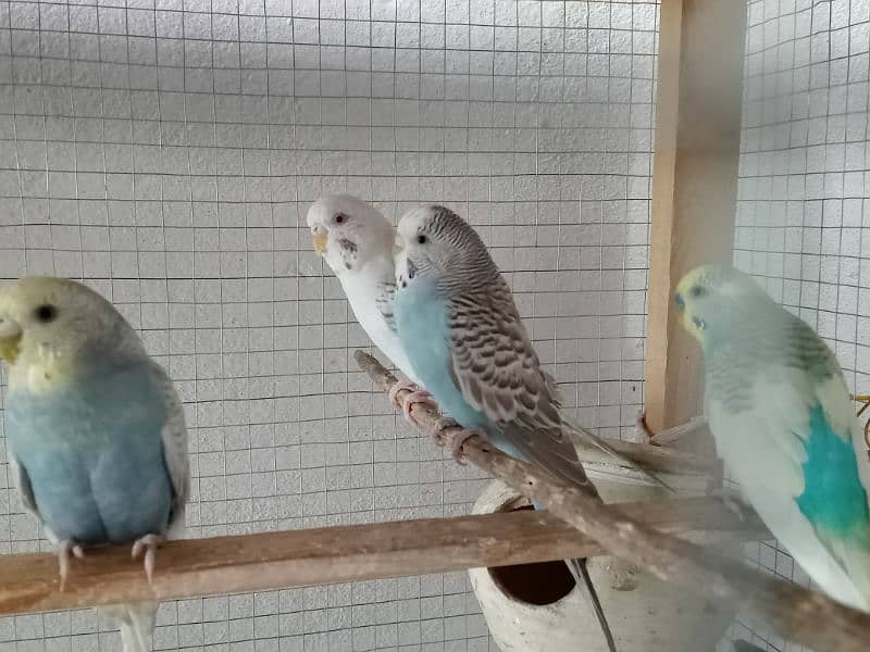 Budgies breeder pair for sale with breeding guarantee 2