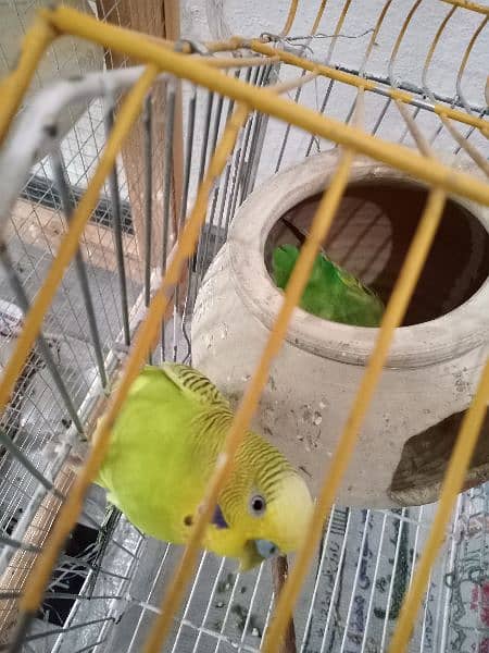 Budgies breeder pair for sale with breeding guarantee 3