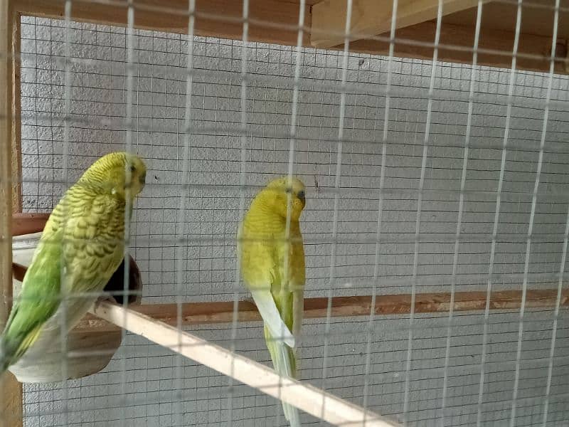 Budgies breeder pair for sale with breeding guarantee 4