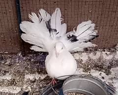 English Fantail female for sale