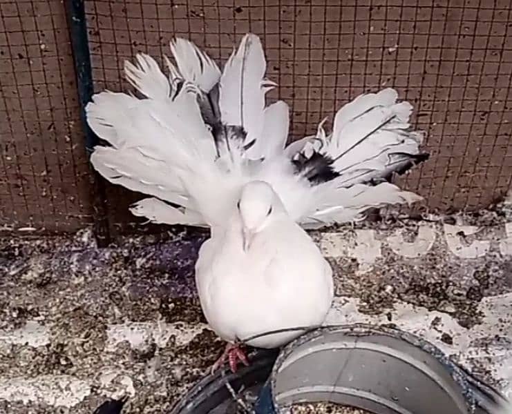 English Fantail female for sale 0
