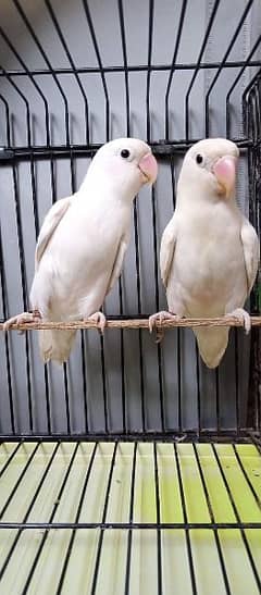 love bird breeder for sale.  exchange possible