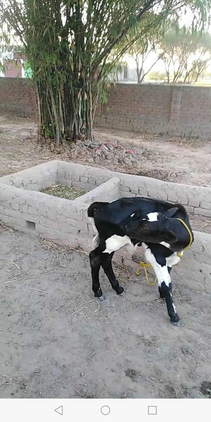Best bread cow for sale 7