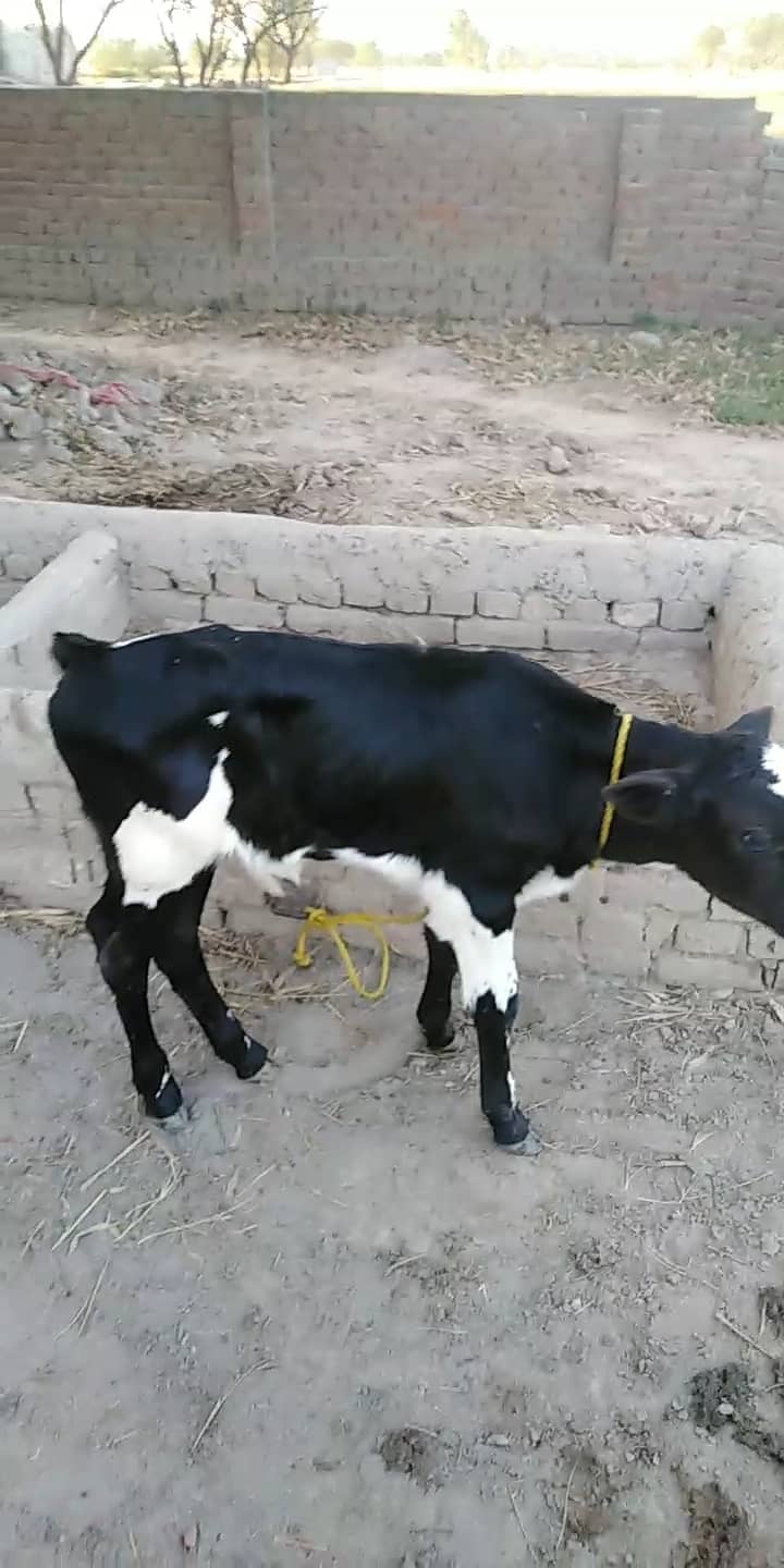 Best bread cow for sale 9