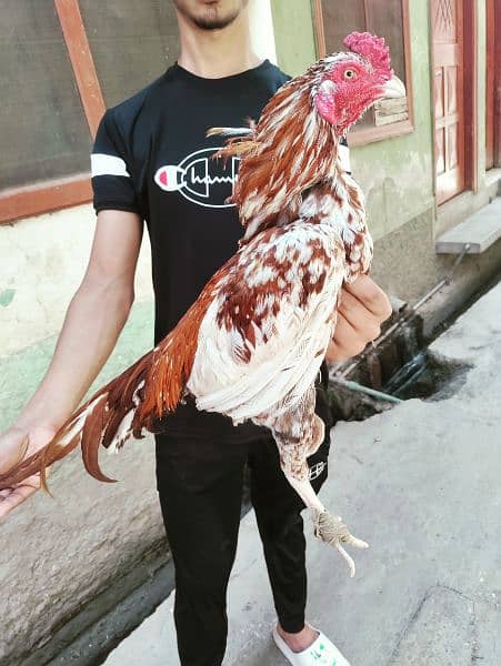Aseel jora high quality for sale 100% granty of eggs fartility 3