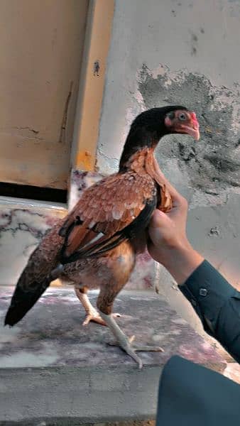 Aseel jora high quality for sale 100% granty of eggs fartility 6
