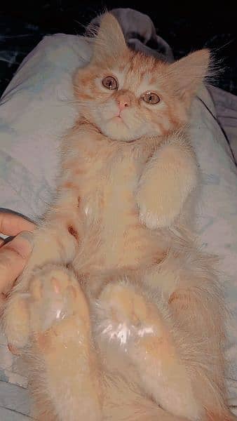 Persian Cat For Sale 2