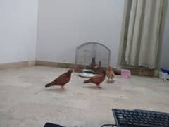 red brown pigeons for sell