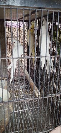 Coctail & lovebirds for sale 0