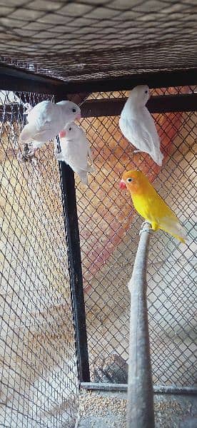 Coctail & lovebirds for sale 2