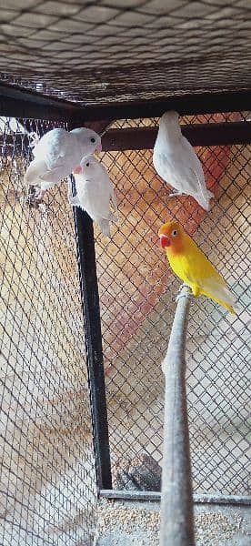 Coctail & lovebirds for sale 3