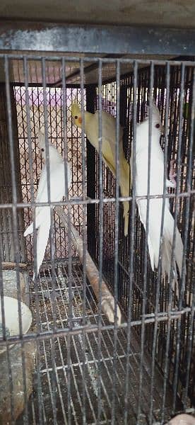Coctail & lovebirds for sale 4